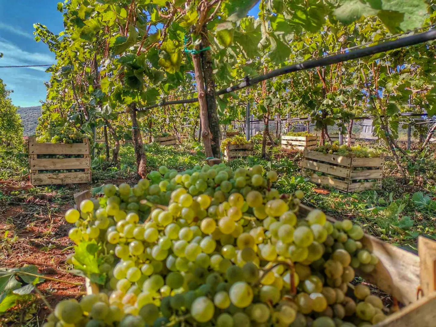Vineyards in Hercegovina